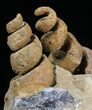 Large, Spiral Gastropod Fossils - Morocco #28836-5